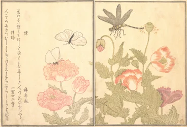 Butterfly Cho, Dragonfly Kagero or Tonbo, 1788