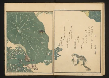 Frogs and Gold Bug Near Lotus