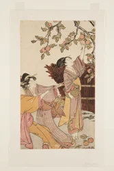 Gathering Persimmons