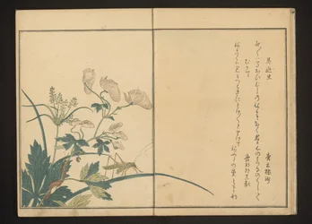 Grasshopper and Centipede on Aconite Plant