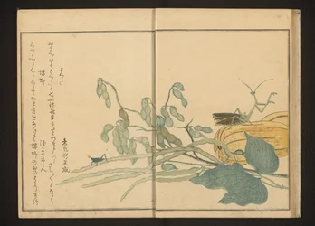 Grasshopper on Bean and Praying Mantis on Melon