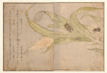 Higurashi and Spider