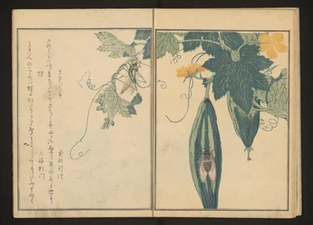 Katydid and Cicada on Gourd