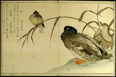 Myriad Birds: A Kyoka Competition