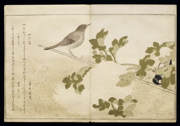 Manchurian Great Tit and a Robin (from an album 