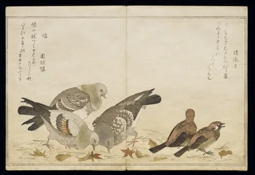 Three Pigeons and Two Finches, from an Album 