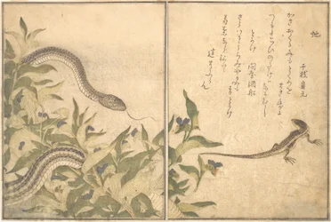 Rat Snake, Lizard or Skink