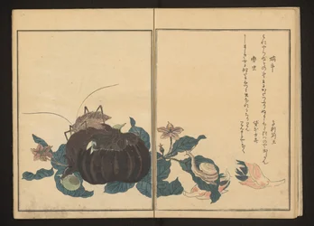 Snail and Noisy Cricket on Eggplant