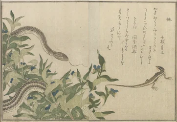 Snake and Lizard