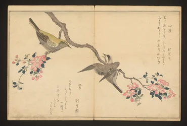 Tit and bush warbler