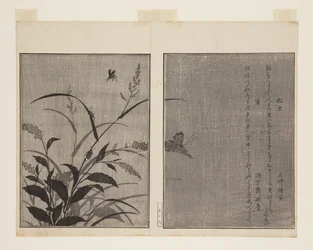 Tree Cricket and Firefly