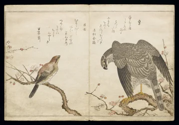 Falcon on the right, a Bull-headed Shrike on the left, from an album 