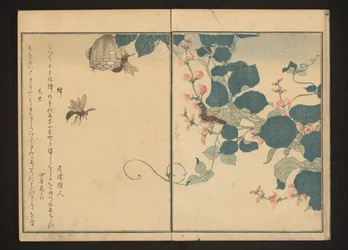 Wasps and Hairy Caterpillar on Arrowroot