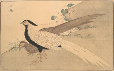Bai xian