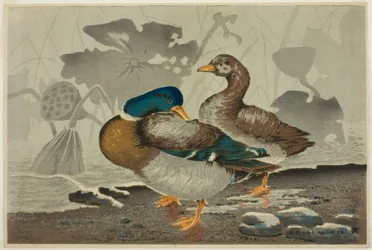 A Pair of Ducks at a Lotus Pond
