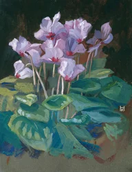 Cyclamen