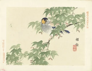 Gray-Blue Bird