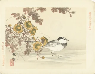 Japanese Wagtail