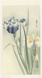 Irises