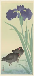 Moorhens and Irises