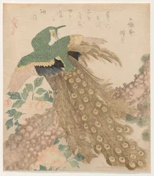 Of Three Pieces [Peacock]