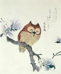 Owl on a Magnolia Branch