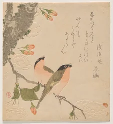 Two Bullfinches on a Double-Petalled Cherry Tree