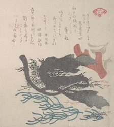 Various Seaweed