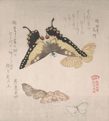 Various Moths and Butterflies