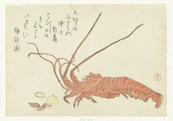 Lobster and Shells