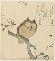 Owl on a Magnolia Branch