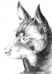 Alert Dog Profile Sketch