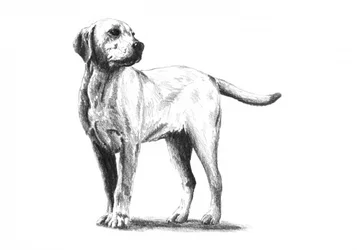 Attentive Dog Sketch