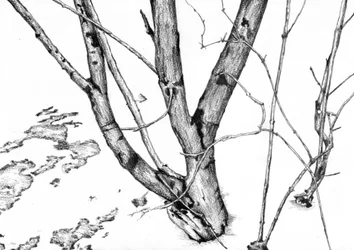 Bare Winter Branches