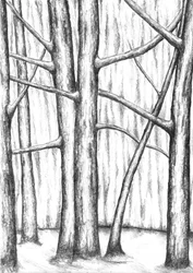 Bare Winter Trees