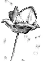 Black White Tulip Drawing