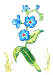 Delicate Blue Blooms