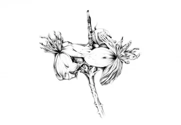 Delicate Botanical Study