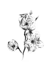 Delicate Cherry Blossoms