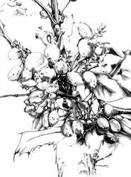 Detailed Winter Berries