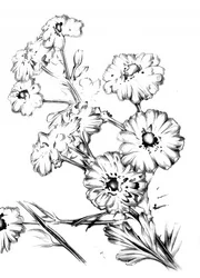 Elegant Floral Drawing