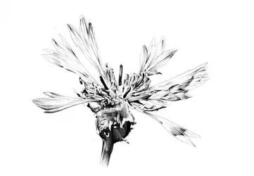 Elegant Flower Sketch