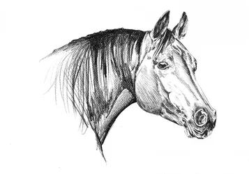 Elegant Horse Head