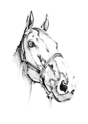 Elegant Horse Portrait