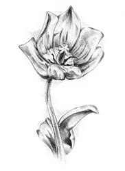 Elegant Tulip Drawing