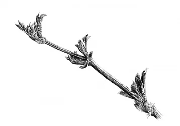 Emerging Spring Branch