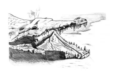 Fierce Crocodile Sketch