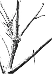 Frozen Winter Branches