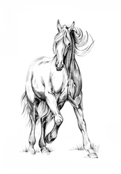 Galloping Horse Sketch