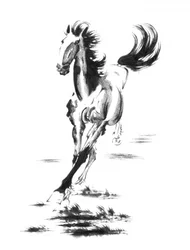 Galloping Wild Horse
